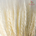Dry Wheatgrass - White - Pudu Ria Florist Southern