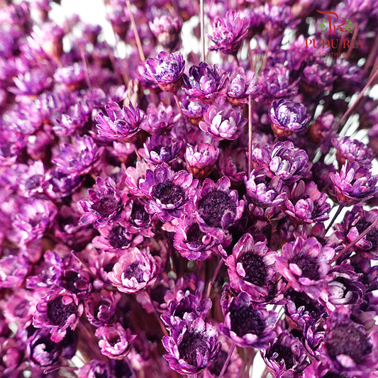 Dry Star Flower Purple - Offer Item - Pudu Ria Florist Southern
