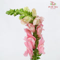 Snapdragon Pink - Pudu Ria Florist Southern