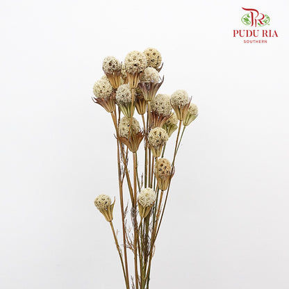 Dry Lulu Tong - Natural - Pudu Ria Florist Southern