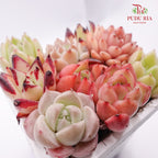 Succulent Mixed Hybrid Combination 七彩杂交组合 - Pudu Ria Florist Southern
