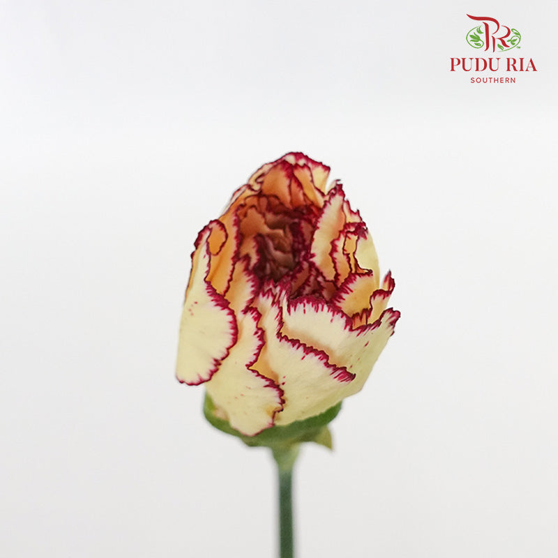 Carnation St Morning Sunlight 18-20 Stems - Pudu Ria Florist Southern