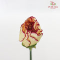 Carnation St Morning Sunlight 18-20 Stems - Pudu Ria Florist Southern