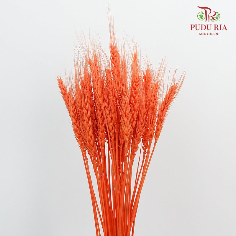 Dry Wheatgrass - Dark Orange - Pudu Ria Florist Southern