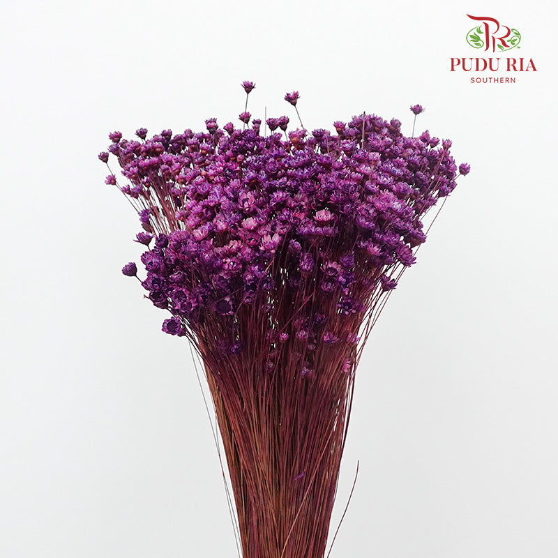 Dry Star Flower Purple - Offer Item - Pudu Ria Florist Southern