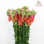 Snapdragon Orange - Pudu Ria Florist Southern