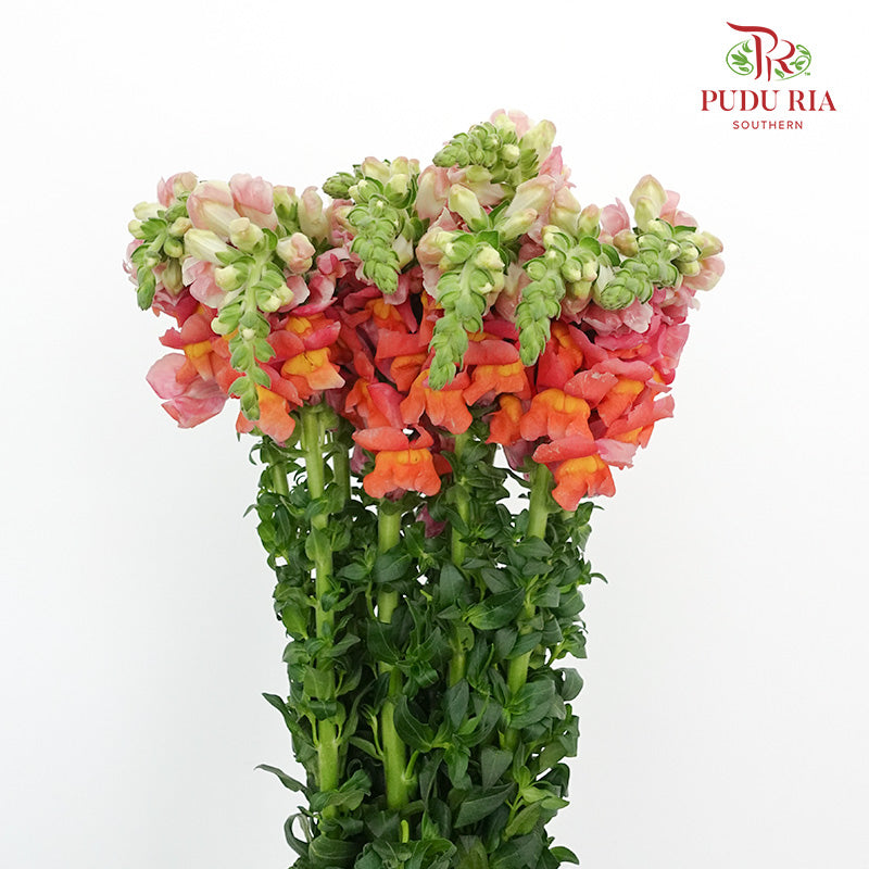 Snapdragon Orange - Pudu Ria Florist Southern