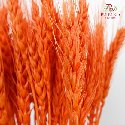 Dry Wheatgrass - Dark Orange - Pudu Ria Florist Southern