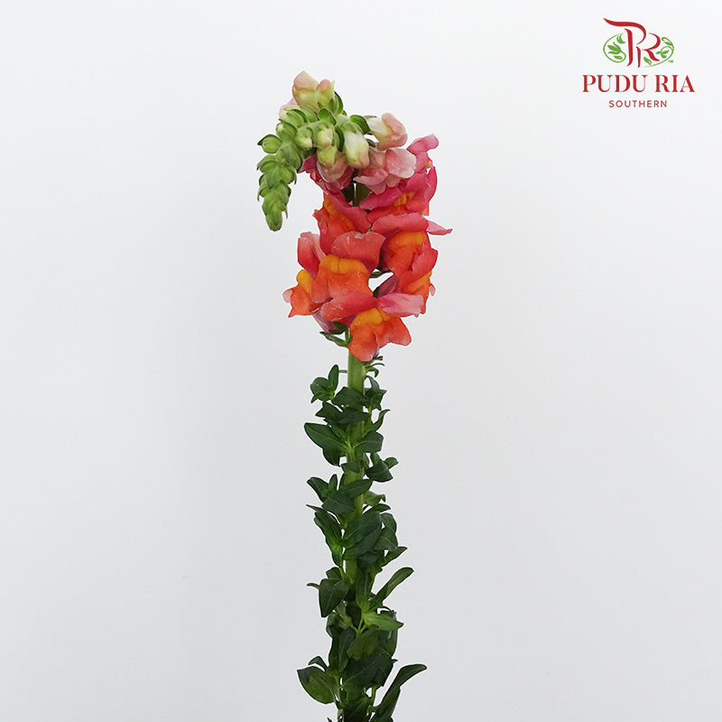Snapdragon Orange - Pudu Ria Florist Southern