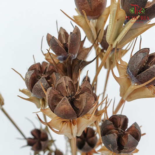 Dry Pistachio Nut - Brown - Pudu Ria Florist Southern