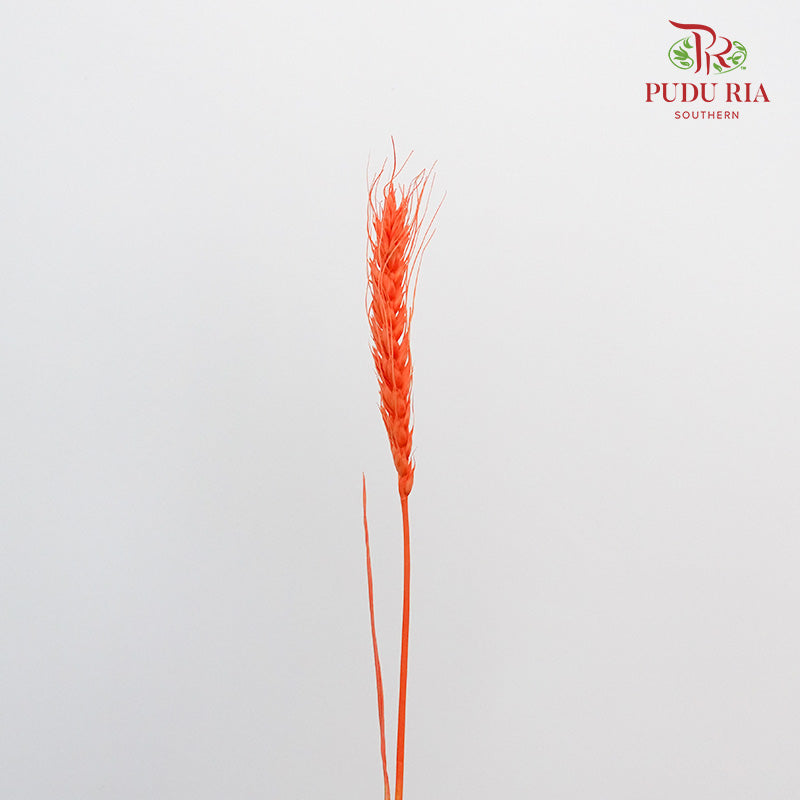 Dry Wheatgrass - Dark Orange - Pudu Ria Florist Southern