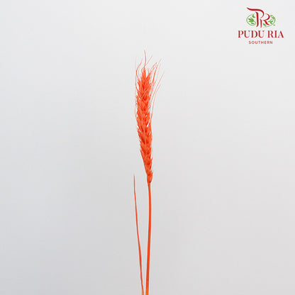 Dry Wheatgrass - Dark Orange - Pudu Ria Florist Southern