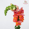 Snapdragon Orange - Pudu Ria Florist Southern