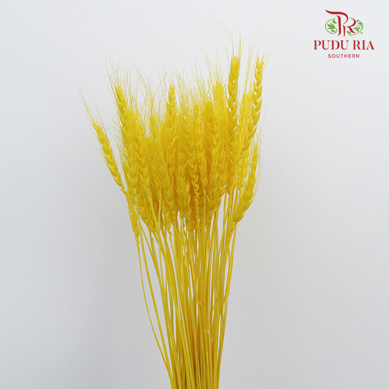 Dry Wheatgrass - Yellow - Pudu Ria Florist Southern