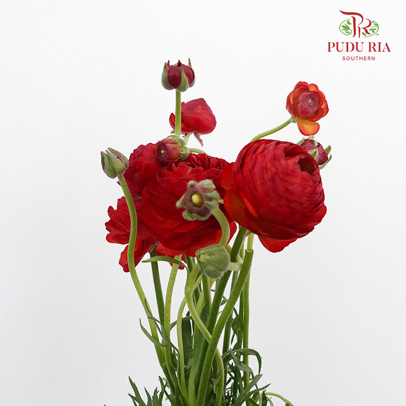 Ranunculus Red (5 Stems) - Pudu Ria Florist Southern