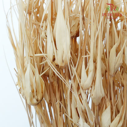 Dry Tulipan Grass - Offer Item - Pudu Ria Florist Southern