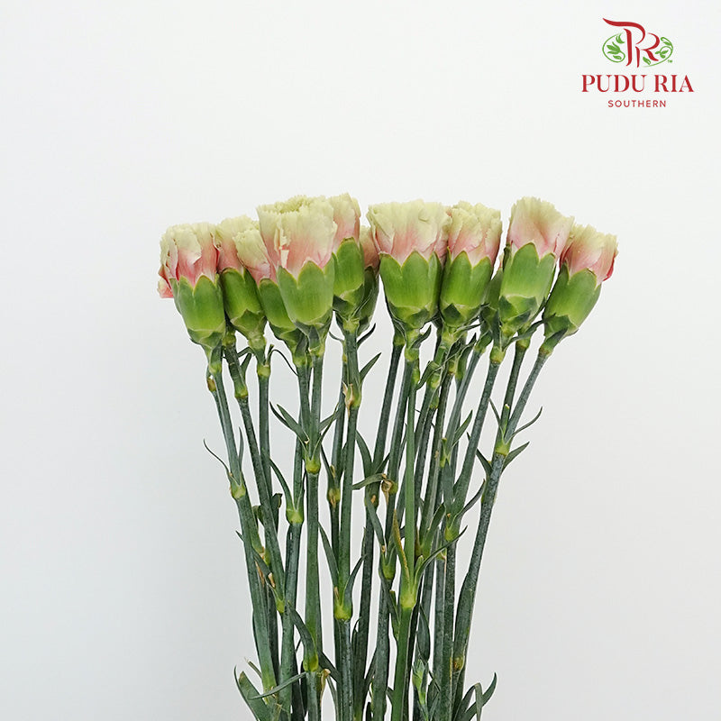 Carnation St Chameleon 18-20 Stems - Pudu Ria Florist Southern