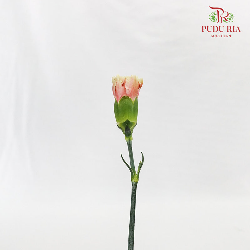 Carnation St Chameleon 18-20 Stems - Pudu Ria Florist Southern