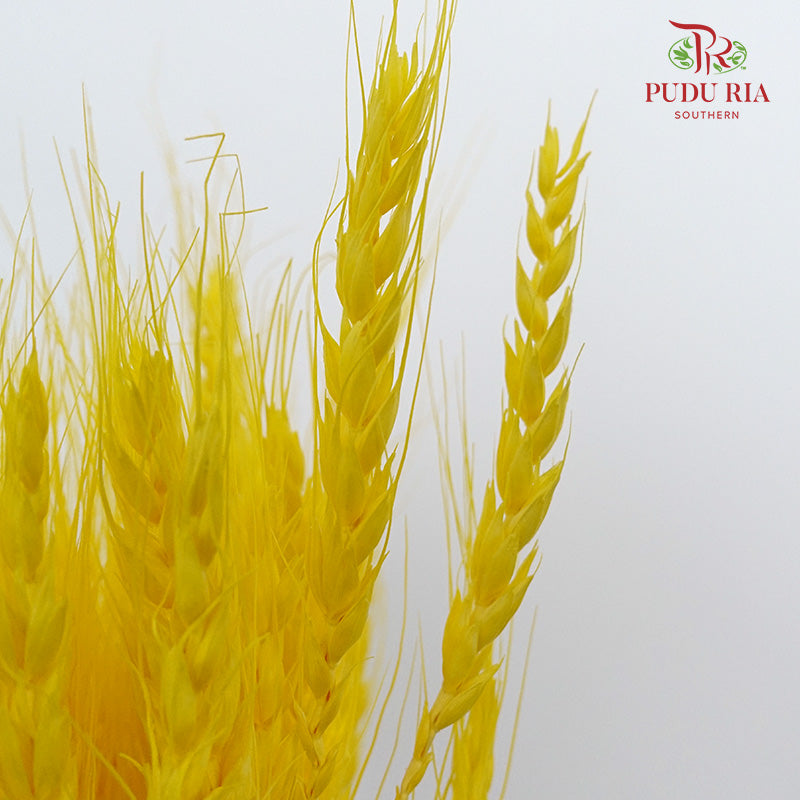 Dry Wheatgrass - Yellow - Pudu Ria Florist Southern