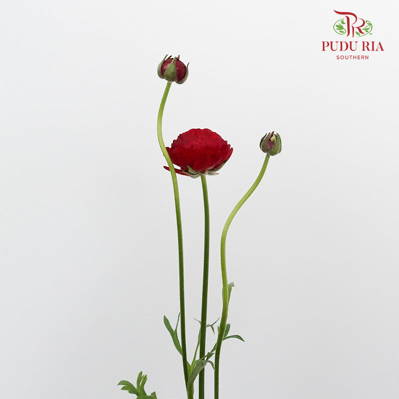 Ranunculus Red (5 Stems) - Pudu Ria Florist Southern