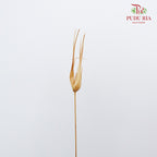Dry Tulipan Grass - Offer Item - Pudu Ria Florist Southern