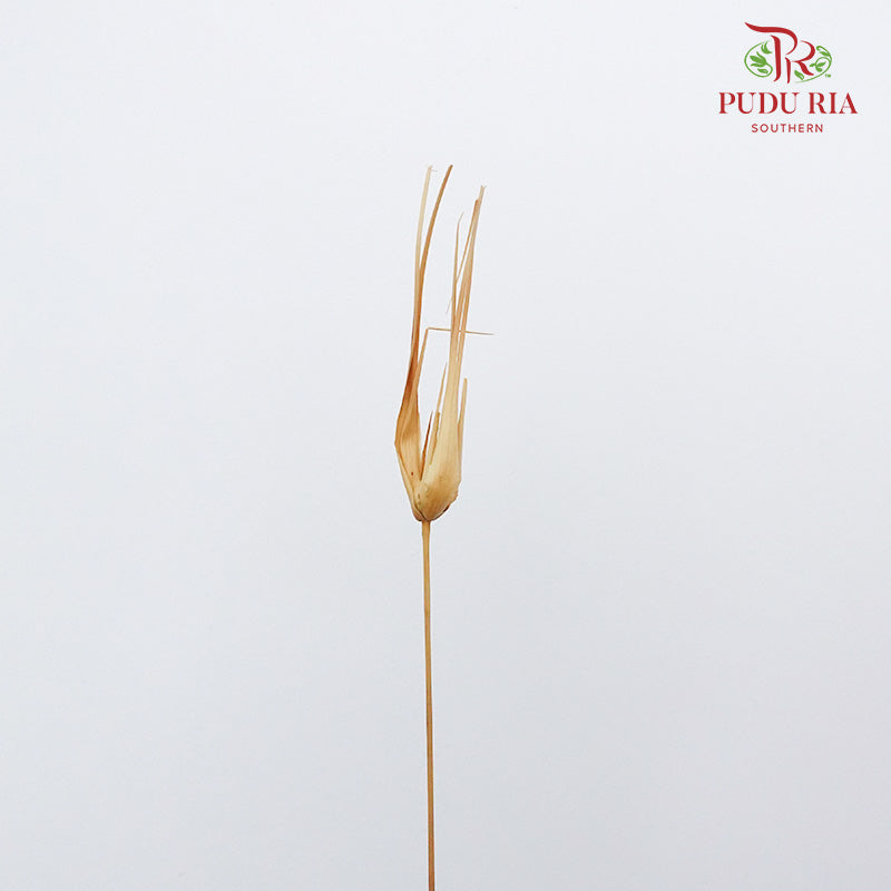 Dry Tulipan Grass - Offer Item - Pudu Ria Florist Southern