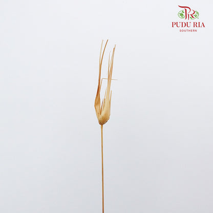 Dry Tulipan Grass - Offer Item - Pudu Ria Florist Southern