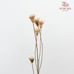 Dry Pistachio Nut - Natural - Pudu Ria Florist Southern