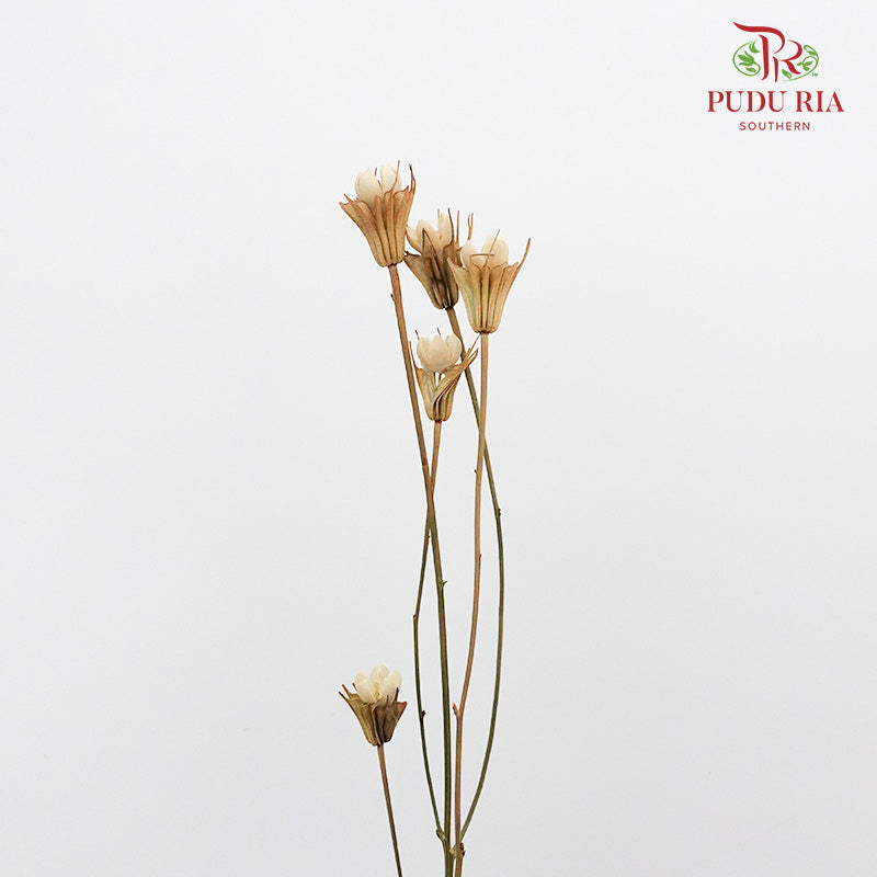 Dry Pistachio Nut - Natural - Pudu Ria Florist Southern