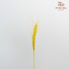 Dry Wheatgrass - Yellow - Pudu Ria Florist Southern