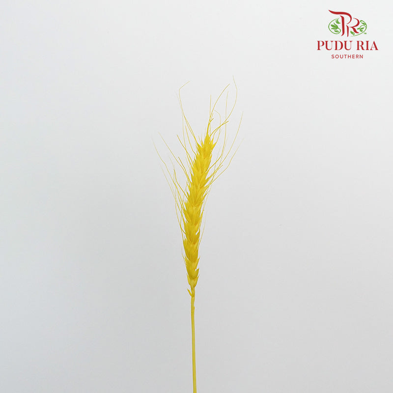 Dry Wheatgrass - Yellow - Pudu Ria Florist Southern