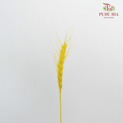 Dry Wheatgrass - Yellow - Pudu Ria Florist Southern