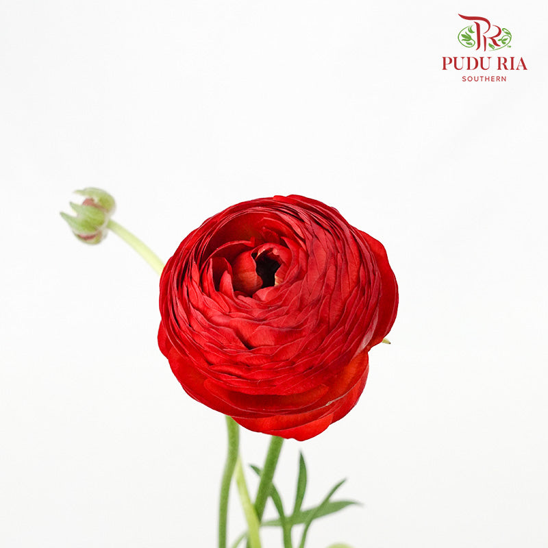 Ranunculus Red (5 Stems) - Pudu Ria Florist Southern
