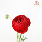 Ranunculus Red (5 Stems) - Pudu Ria Florist Southern