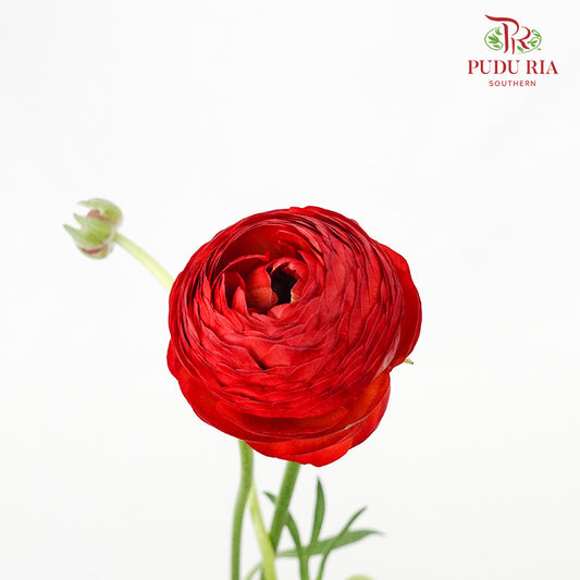 Ranunculus Red (5 Stems) - Pudu Ria Florist Southern