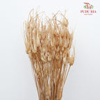 Dry Tulipan Grass - Offer Item - Pudu Ria Florist Southern