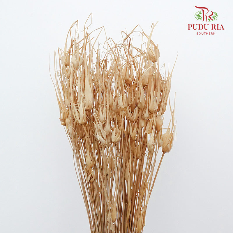 Dry Tulipan Grass - Offer Item - Pudu Ria Florist Southern