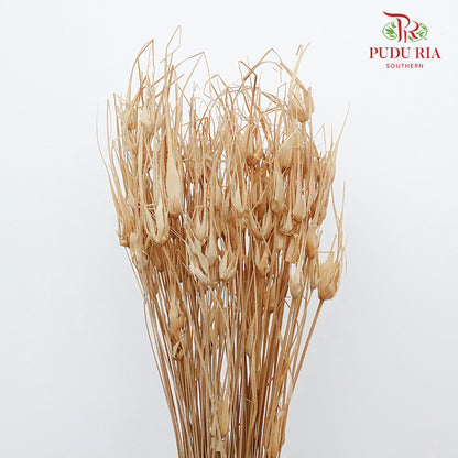 Dry Tulipan Grass - Offer Item - Pudu Ria Florist Southern