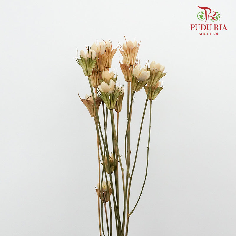Dry Pistachio Nut - Natural - Pudu Ria Florist Southern