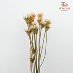 Dry Pistachio Nut - Natural - Pudu Ria Florist Southern