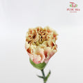 Carnation St Chameleon 18-20 Stems - Pudu Ria Florist Southern