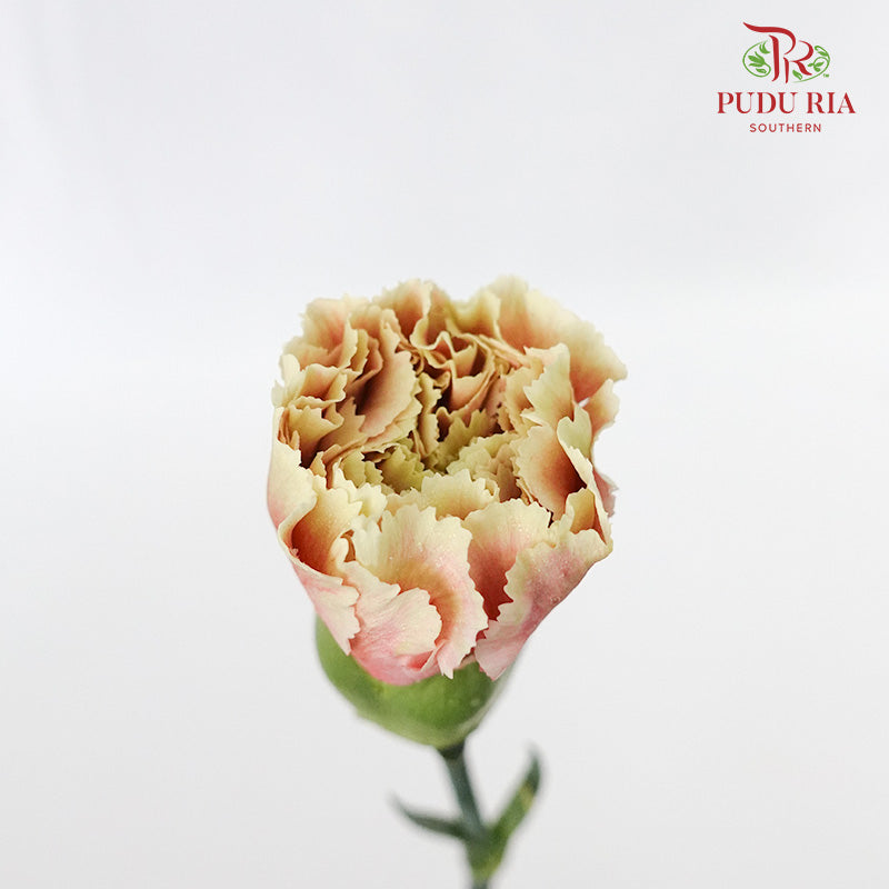 Carnation St Chameleon 18-20 Stems - Pudu Ria Florist Southern