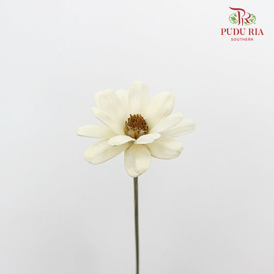Dry Happy Flower - White - Pudu Ria Florist Southern