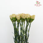 Carnation St Cappuccino 18-20 Stems - Pudu Ria Florist Southern