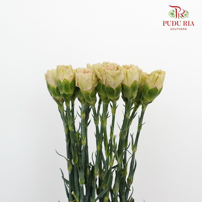 Carnation St Cappuccino 18-20 Stems - Pudu Ria Florist Southern