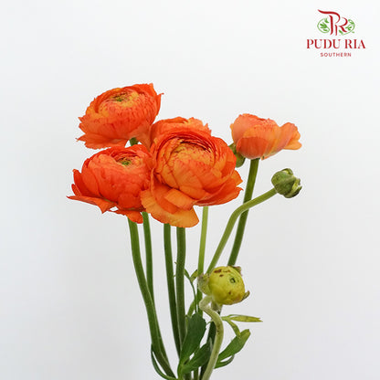 Ranunculus Orange (5 Stems) - Pudu Ria Florist Southern