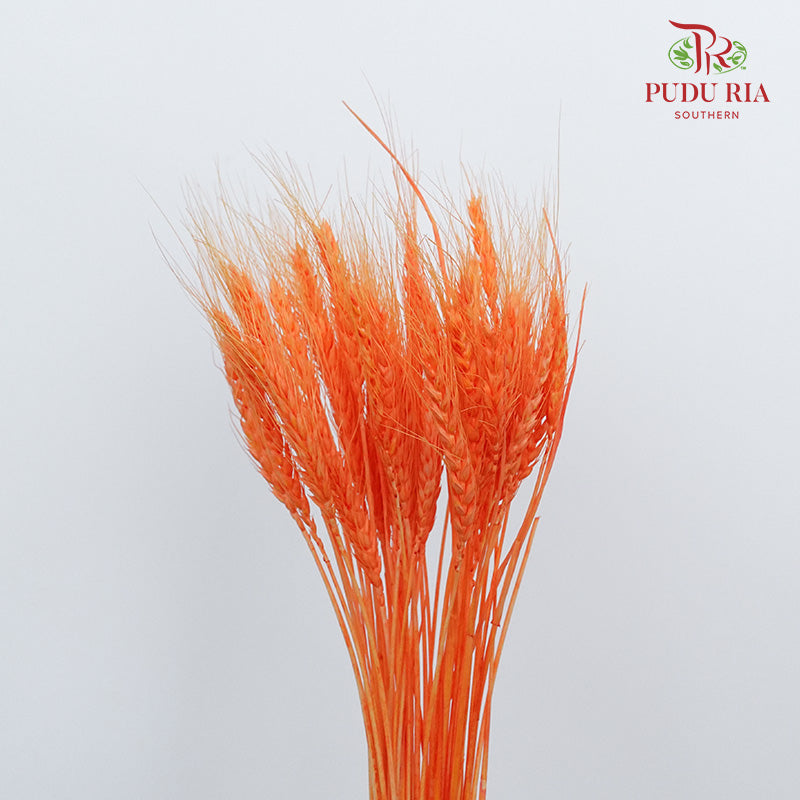 Dry Wheatgrass - Orange - Pudu Ria Florist Southern