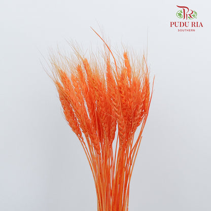 Dry Wheatgrass - Orange - Pudu Ria Florist Southern