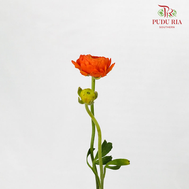 Ranunculus Orange (5 Stems) - Pudu Ria Florist Southern