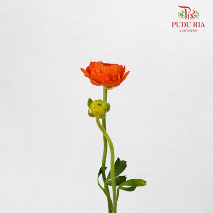 Ranunculus Orange (5 Stems) - Pudu Ria Florist Southern